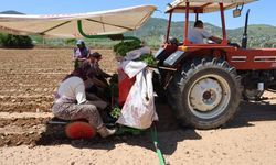 Aydın'da biberler toprakla buluştu