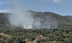 Bayındır’da zeytinlik alanda yangın