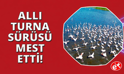 Eber Gölü'ndeki allı turnalar mest etti