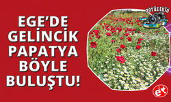 Ege'de gelinciklerin papatyalarla buluşması