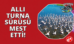 Eber Gölü'ndeki allı turnalar mest etti