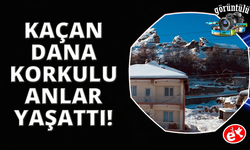 Sahibinin elinden kaçan dana korku dolu anlar yaşattı
