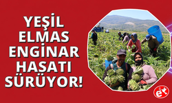 Sağlık kaynağı Aydın enginarında hasat sürüyor