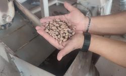 Çam fıstığı altınla yarışıyor