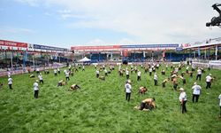 Bin 567 pehlivan Manisa’da altın kemer için kol bağladı