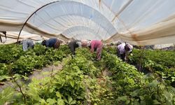 Aydın'da kavurucu sıcakta çilek mesaisi