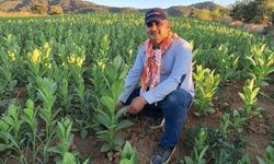 Sarıgöl'de tütün kırımı başladı