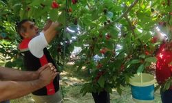 Aydın'da kiraz hasadı sürüyor
