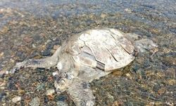 Ula’da sahilde Caretta Caretta bulundu