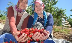 Dünyaca ünlü Demirci kirazında hasat başladı