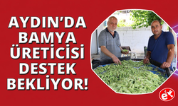 Aydın'ın bamyası Türkiye'nin dört bir yanına gönderiliyor