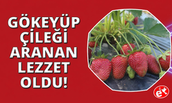 Salihli’nin organik çileği ilgi odağı oldu