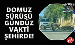 Bodrum'da gündüz vakti domuz sürüsü mahalleye indi