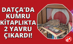 Datça'da kumrular bir evin kitaplığına yuva yaptı