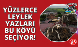 Manisa'da leylekler bir mahalleyi adeta mesken tuttu