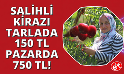 Salihli kirazı dünya sofralarını süslüyor