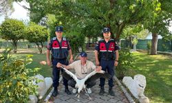 Yaralı leylek için seferber oldular