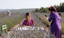 Koku Vadisi’nde Lavanta hasadı başlıyor