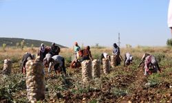 Hasadı başlayan patates fiyatıyla üreticilerin yüzünü güldürdü