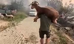 Yangından kurtardığı keçiyi sırtında taşıdı