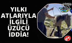 Yılkı atlarıyla ilgili mide bulandıran iddia