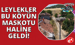Kütahya'da leylekler bu köyün maskotu oldu