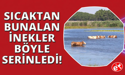 Sıcaktan bunalan hayvanlar gölde serinledi