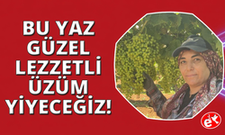 Manisa'da üzüm salkımları göz kamaştırıyor