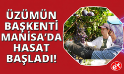 Manisa'da yaş üzüm hasadı başladı