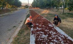 Sarıgöl'de sezonun ilk kuru üzümü çuvala girdi