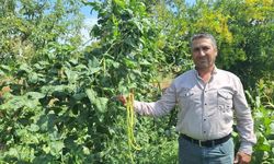 Börülce üreticisinin yüzü gülüyor