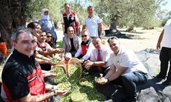 Dikili'de sezonun ilk zeytin hasadı başladı