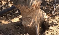 Tarla fareleri incir ve zeytin ağaçlarına zarar veriyor