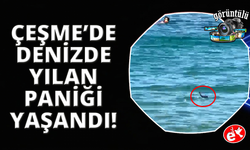 Çeşme’de denizde yılan paniği