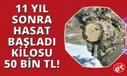 11 yıl sonra hasat başladı: Kilosu 50 bin lira