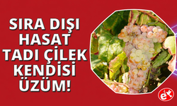 Manisa'da sırda dışı hasat: Tadı çilek,  kendisi üzüm!