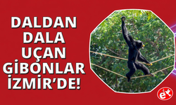 Daldan dala uçan gibonlar İzmir’de