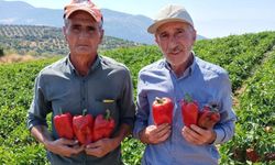 Salihli’de kapya biberde hasat zamanı