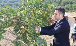 Selendi'nin 'Yeşil Altın'ın da hasat başladı