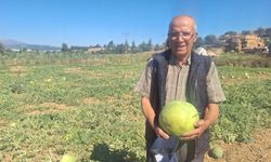 Manisalı çiftçi dede mirası ata tohumu karpuz geleneğini sürdürüyor