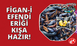 Manisa'nın coğrafi işaretli Figan-i Efendi Eriği yılın 12 ayı sofralarda