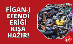 Manisa'nın coğrafi işaretli Figan-i Efendi Eriği yılın 12 ayı sofralarda
