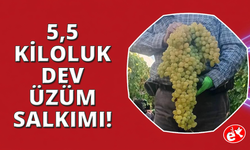 Manisa'da 5,5 kiloluk dev üzüm salkımı