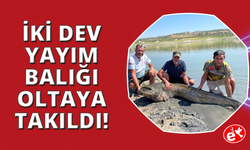 Baraj gölündeki iki dev yayın balığı oltaya takıldı