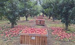 Elma üreticisi maliyet altında eziliyor
