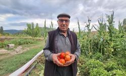 Dededen kalan domates tohumunu geleceğe taşıyor