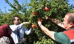 Muğla Ortaca'da Nar hasadı