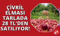 Denizli Çivril'de elma hasadı başladı