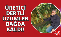 Manisa'da binlerce ton üzüm örtü altında bekliyor