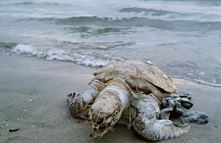  Akyaka sahiline ölü Deniz Kaplumbağası vurdu